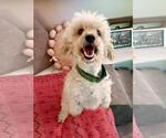 Small #1 Poodle (Miniature)