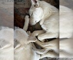 Small Photo #3 Siberian Husky Puppy For Sale in Dallas, TX, USA