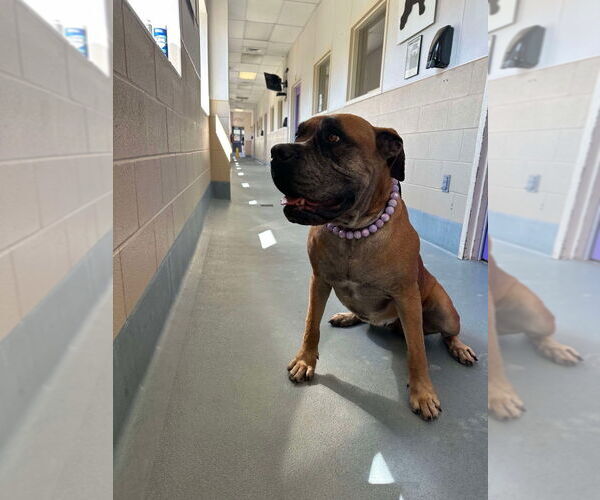 Medium Photo #2 Bullmastiff Puppy For Sale in Bullard, TX, USA