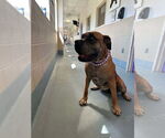 Small #1 Bullmastiff