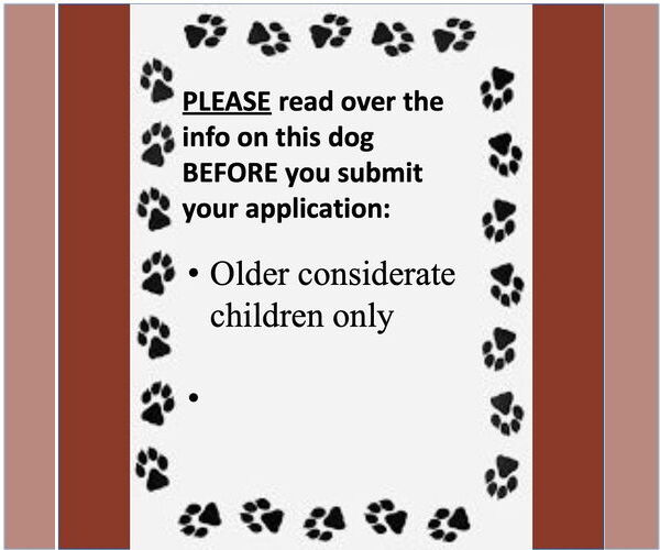 Medium Photo #3 Mal-Shi Puppy For Sale in Fargo, ND, USA