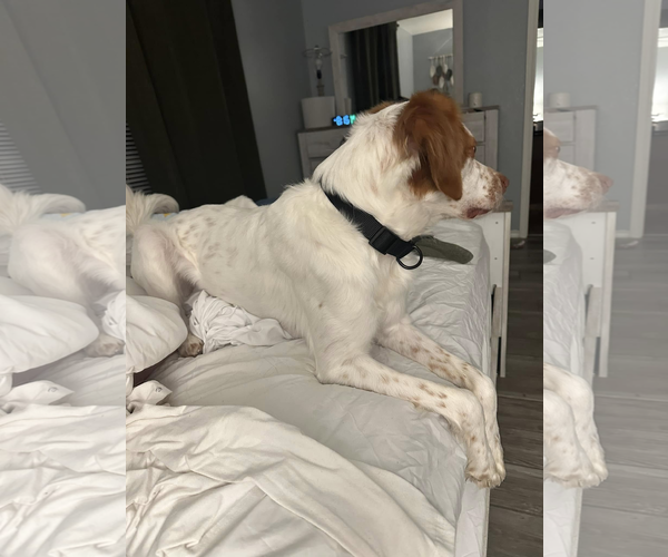 Medium Photo #13 Brittany Puppy For Sale in Curwensville, PA, USA