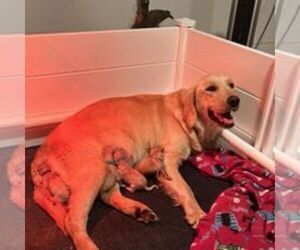 Mother of the Golden Retriever puppies born on 11/18/2022