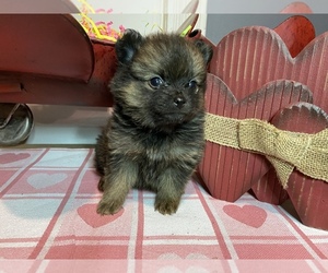Pomeranian Puppy for sale in HI VISTA, CA, USA