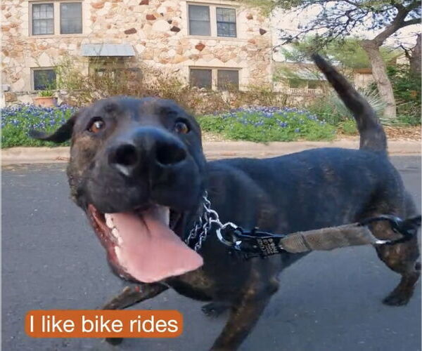 Medium Photo #2 Boxador Puppy For Sale in Houston, TX, USA