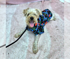*SUNNY - Male Mutt Dog for Adoption - Photo #4