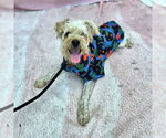 Small Photo #4 Mutt Puppy For Sale in Long Beach, CA, USA