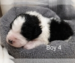 Puppy 6 Saint Berdoodle