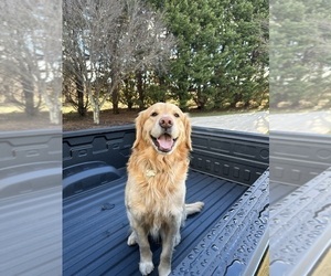 Father of the Golden Retriever puppies born on 04/01/2025