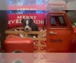 Puppy Sandy Boston Terrier