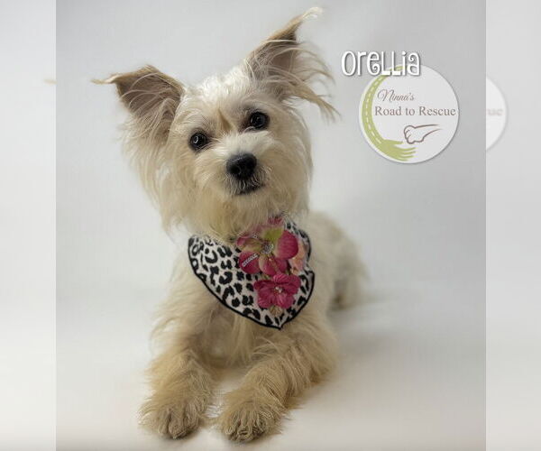 Medium Photo #3 Maltese-Unknown Mix Puppy For Sale in Benton, LA, USA