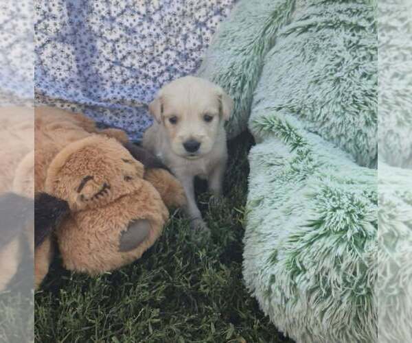 Medium Photo #1 Golden Retriever Puppy For Sale in RIGA, MI, USA