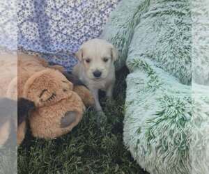 Golden Retriever Puppy for sale in RIGA, MI, USA