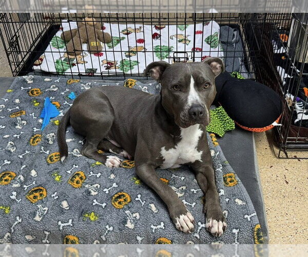 Medium Photo #3 Labrador Retriever-Unknown Mix Puppy For Sale in Eustis, FL, USA