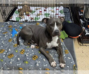 CHANCE - Male Labrador Retriever-Unknown Mix Dog for Adoption - Photo #3