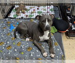 Small Photo #3 Labrador Retriever-Unknown Mix Puppy For Sale in Eustis, FL, USA