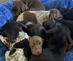 Litter of 3 - Male(s) and Female(s) German Shorthaired PointerLitter of Puppies for Sale - Small photo