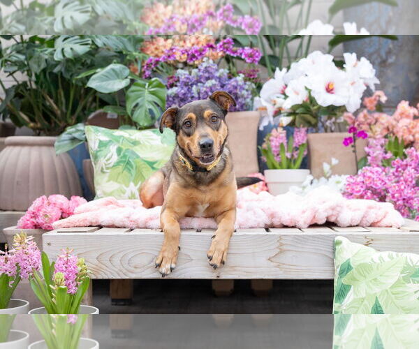 Medium Photo #1 Mutt Puppy For Sale in Brooklyn Center, MN, USA