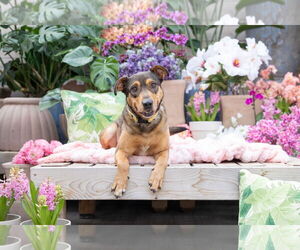 Mutt Dogs for adoption in Brooklyn Center, MN, USA