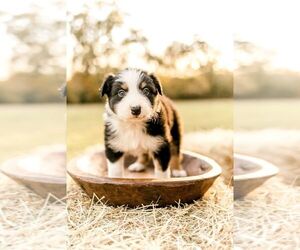 Australian Shepherd Puppy for sale in HUNTSVILLE, TX, USA