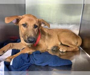 German Shepherd Dog-Unknown Mix Dogs for adoption in Grand Prairie, TX, USA