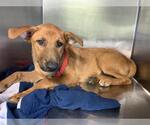 Small German Shepherd Dog Mix