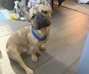 French Bulldog Puppy for sale in HAWLEY, PA, USA