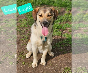 Beagle-Unknown Mix Dogs for adoption in Wakefield, RI, USA