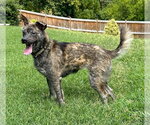Small #1 Mutt