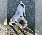 Puppy Hugh Boxer
