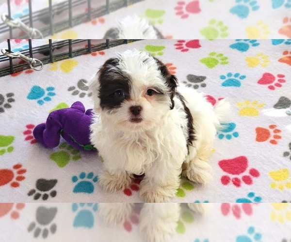 Medium Photo #8 ShihPoo Puppy For Sale in ORO VALLEY, AZ, USA