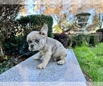 Small Photo #247 French Bulldog Puppy For Sale in HAYWARD, CA, USA