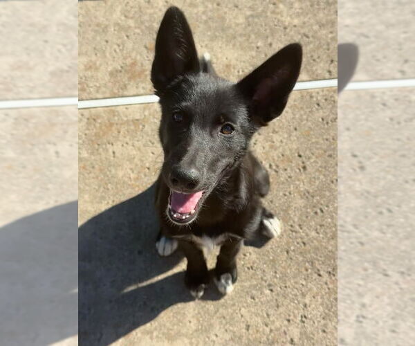 Medium Photo #3 German Shepherd Dog-Unknown Mix Puppy For Sale in DISCOVERY BAY, CA, USA
