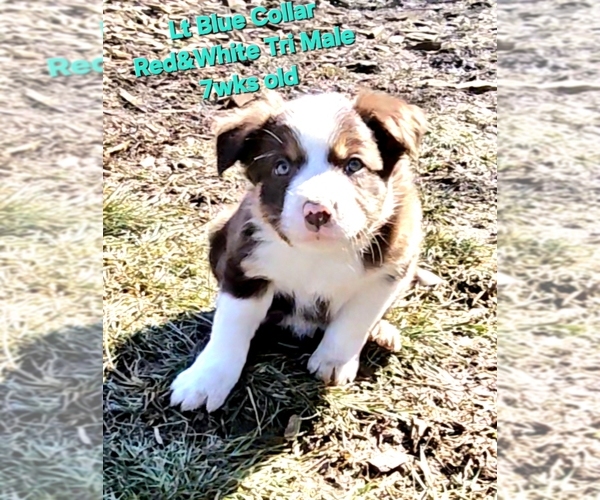 Medium Photo #77 Border Collie Puppy For Sale in BYBEE, TN, USA