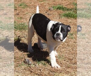 Alapaha Blue Blood Bulldog Puppy for sale in MARBLE FALLS, AR, USA