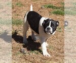 Small Photo #1 Alapaha Blue Blood Bulldog Puppy For Sale in MARBLE FALLS, AR, USA