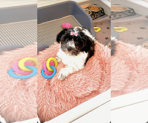 Havanese Puppy for sale in DAVIE, FL, USA