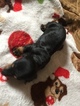 Small Photo #4 Dachshund Puppy For Sale in KINGSLAND, TX, USA