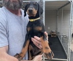 Small Photo #2 Doberman Pinscher Puppy For Sale in WETUMPKA, AL, USA