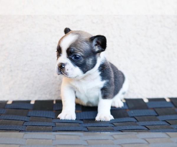 Medium Photo #8 French Bulldog Puppy For Sale in HESPERIA, CA, USA