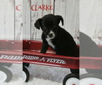 Puppy Clarke Australian Cattle Dog-Golden Labrador Mix