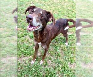 Labrador Retriever-Unknown Mix Dogs for adoption in Conroe, TX, USA