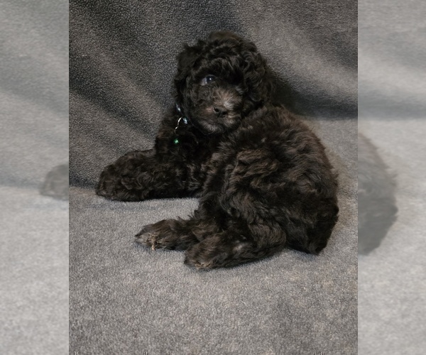 Medium Photo #6 Whoodle (Miniature) Puppy For Sale in KATY, TX, USA