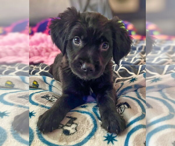 Medium Photo #1 Labrador Retriever-Unknown Mix Puppy For Sale in Corona, CA, USA