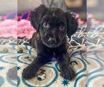 Small Labrador Retriever Mix