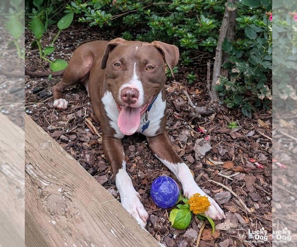 Medium Photo #8 Labrador Retriever-Unknown Mix Puppy For Sale in Washington, DC, USA