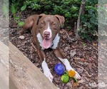 Small #7 Labrador Retriever Mix