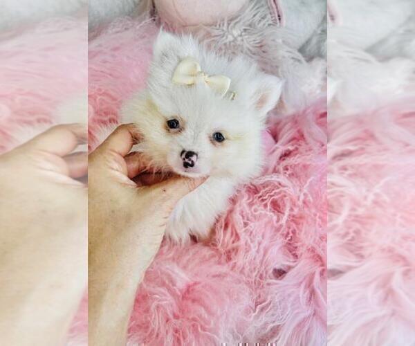 Medium Photo #2 Pomeranian Puppy For Sale in BOSTON, MA, USA