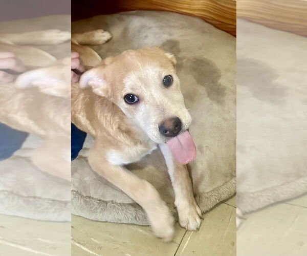 Medium Photo #6 Labrador Retriever-Unknown Mix Puppy For Sale in San Diego, CA, USA