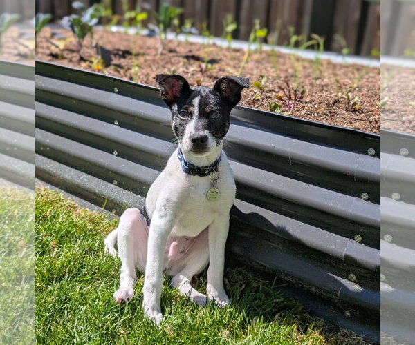 Medium Photo #1 Mutt Puppy For Sale in Brooklyn Center, MN, USA